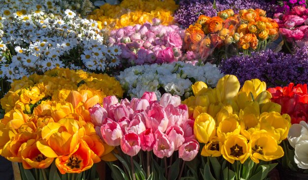 Tulips Blooming in Spring