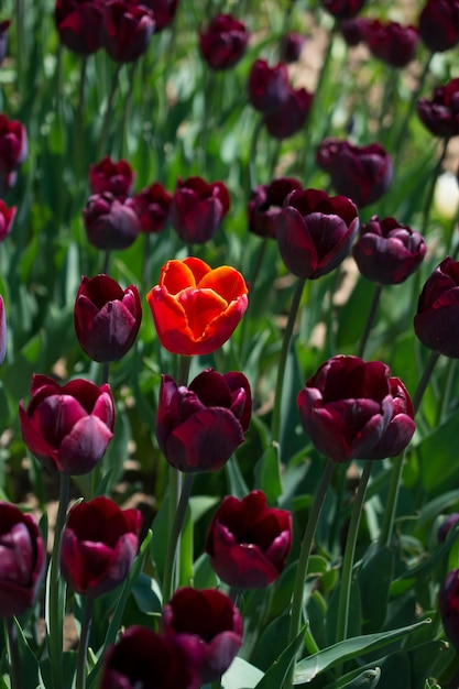 Tulips Blooming in Spring