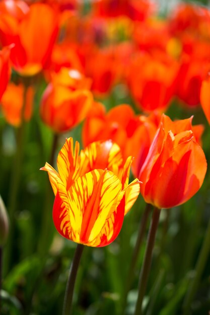 Tulips blooming in spring