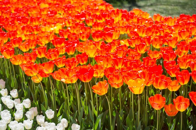 Tulips blooming in spring