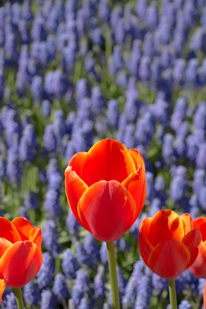 Tulips Blooming in Spring