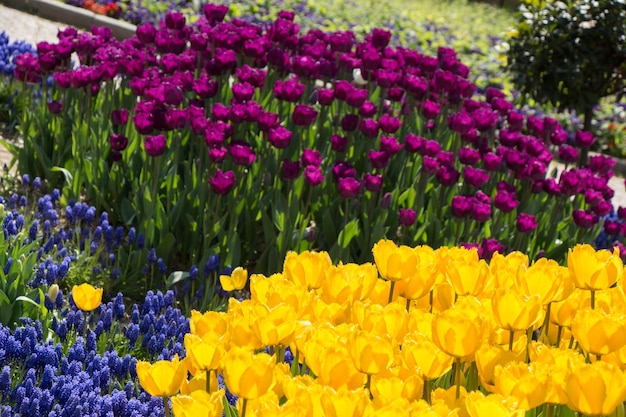 Tulips Blooming in Spring