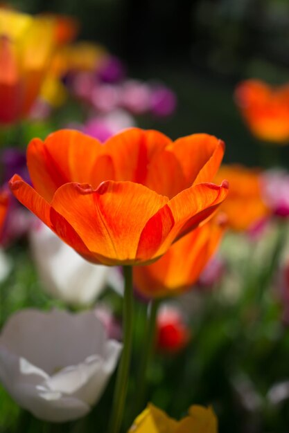 Tulips blooming in spring