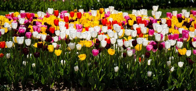 Tulips Blooming in Spring