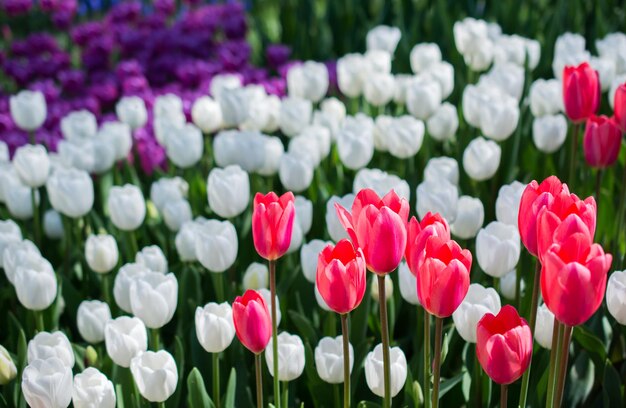 Tulips Blooming in Spring