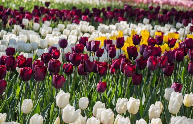 Tulips Blooming in Spring