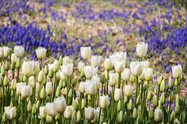 Tulips Blooming in Spring