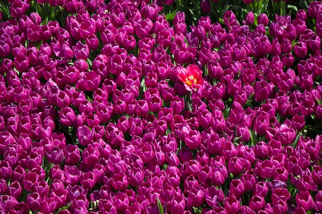 Tulips Blooming in Spring