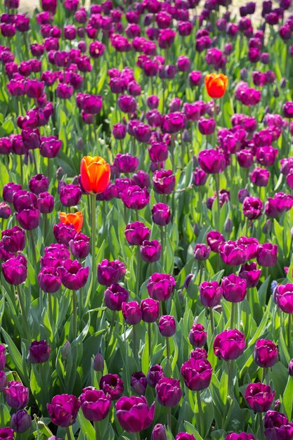 Tulips Blooming in Spring