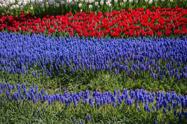 Tulips Blooming in Spring