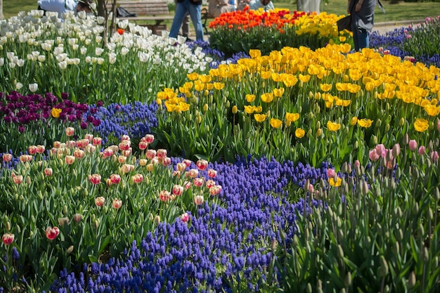 Tulips Blooming in Spring