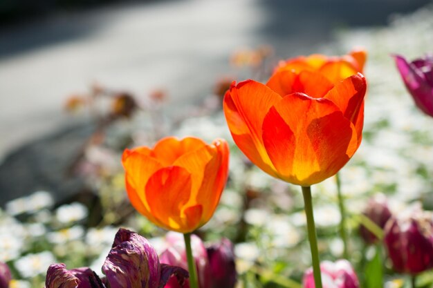 Tulips Blooming in Spring