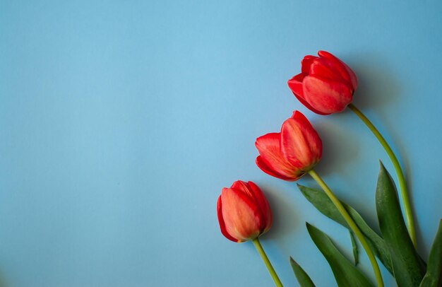 tulips on a blue background red tulips