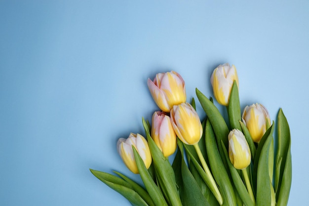 Tulips on a blue background