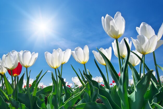 Tulips on blue sky