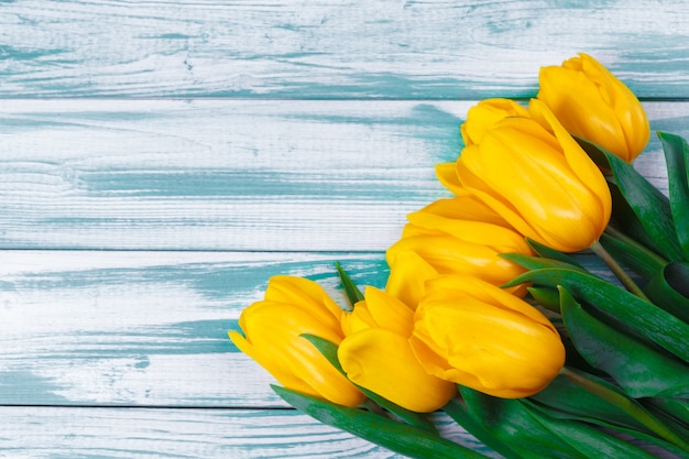 Tulips on blue wood background