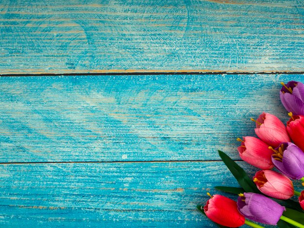 Tulips on blue wood background