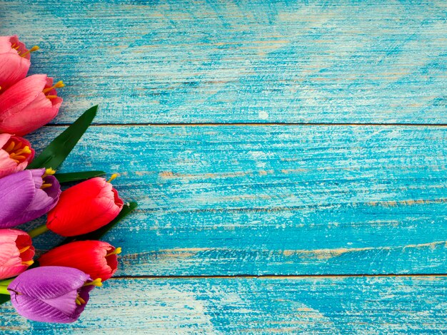 Tulips on blue wood background