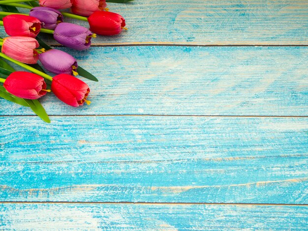 Tulips on blue wood background