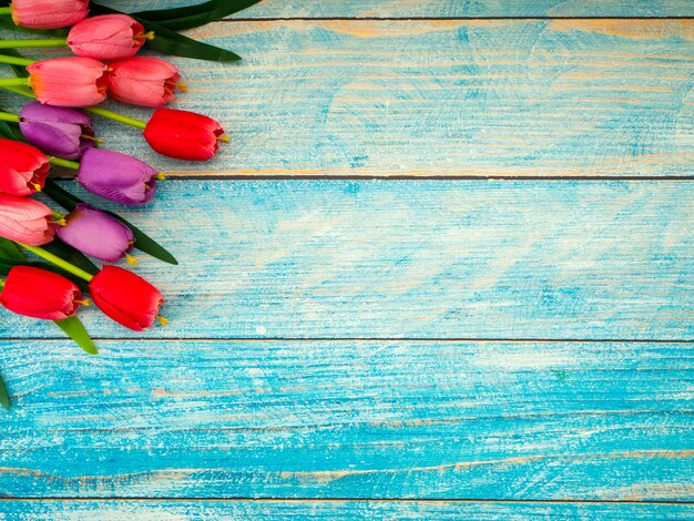 Tulips on blue wood background