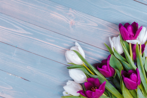 Tulips on blue wood . spring flower.