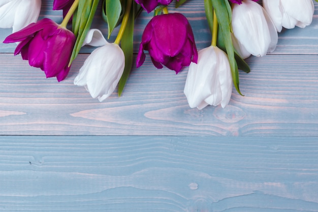 Tulips on blue wood . spring flower.