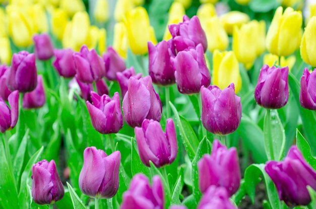 Tulips blurred background