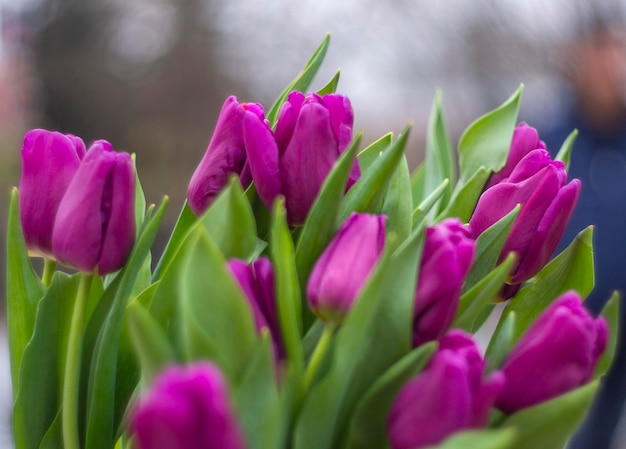 Tulips bouquet on blur background Violet flowers bunch