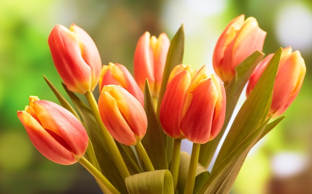 チューリップの花束をクローズ アップぼかし、自然の背景