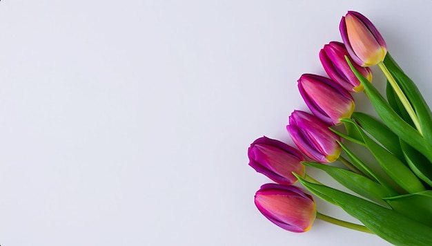 Tulips bouquet on white background with copy space