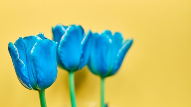 Tulips bouquet on yellow