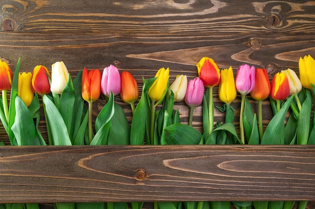 Tulips on a brown background laid out in a row
