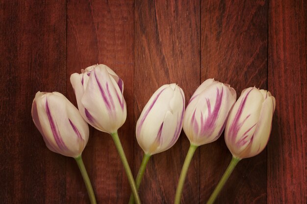 Tulips on brown background