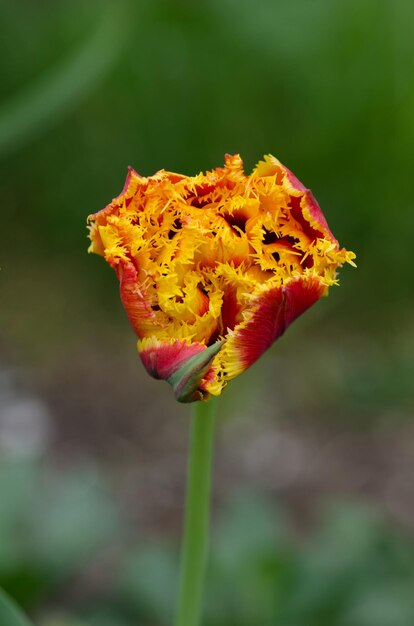 Tulips called Golddust Fringed peony tulip Golddust