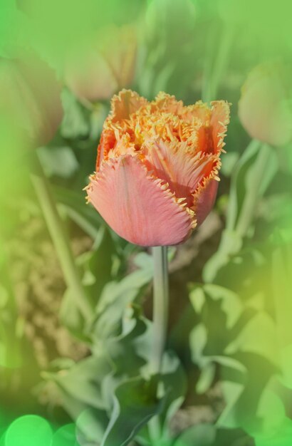 Tulips called Sensual Touch Fringed peony tulip Sensual Touch