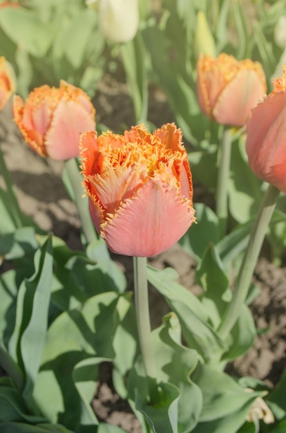 Tulips called Sensual Touch Fringed peony tulip Sensual Touch