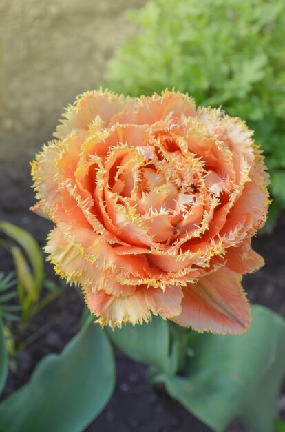 Tulips called Sensual Touch Fringed peony tulip