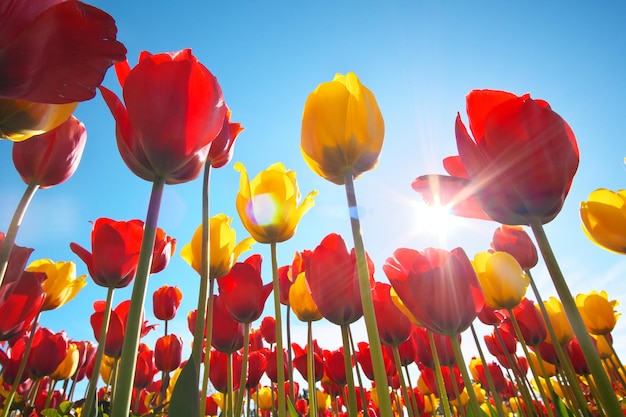 Tulips and clear sunny sky