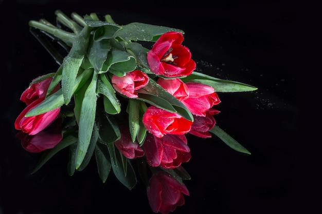 Tulips closeup with reflection on black background