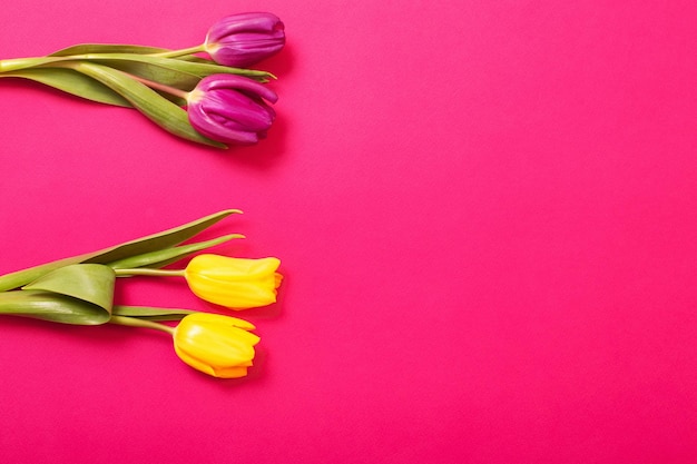 Tulips on color paper background