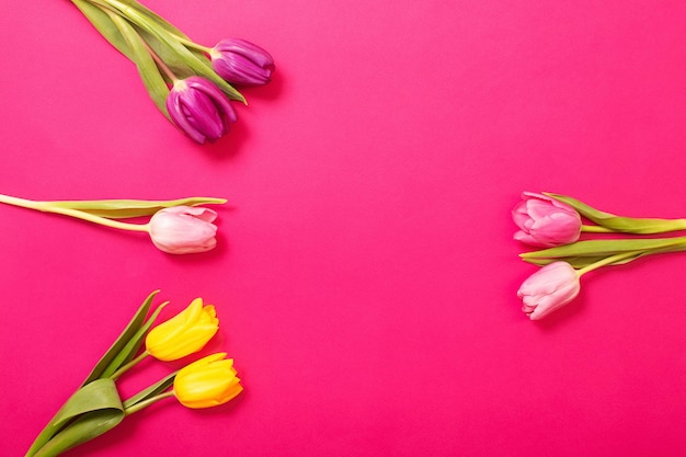 Tulips on color paper background