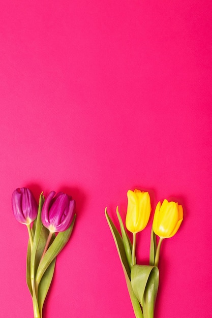 Tulips on color paper background