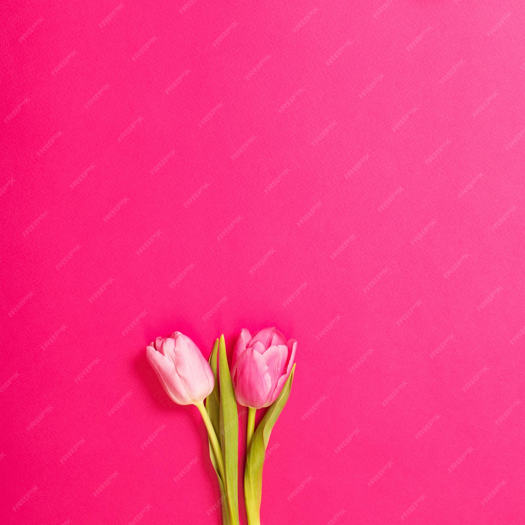 Tulips on color paper background: Cùng bước vào mùa xuân với bức ảnh nền Tulips on color paper background. Thiết kế hoa tươi rực rỡ, lấy cảm hứng từ thiên nhiên, sẽ mang lại sự tươi vui và lạc quan cho màn hình của bạn. Hãy để bức ảnh này làm nguồn cảm hứng cho công việc và cuộc sống của bạn!