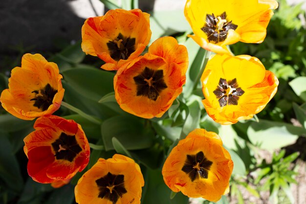 Tulips of colorful flowers in a spring sunny greenhouse