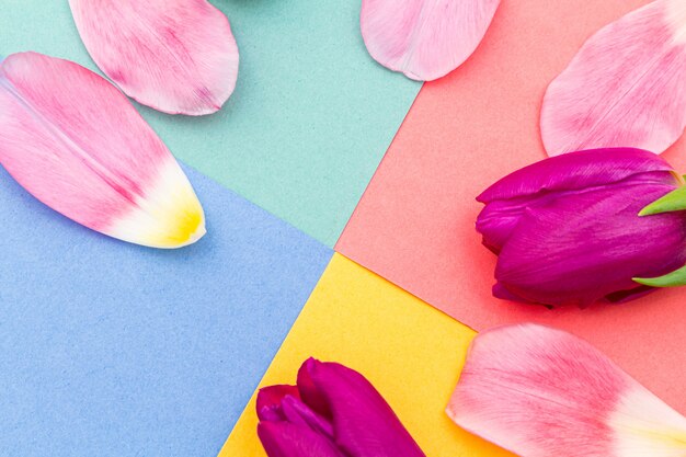 Photo tulips on a colorful spring background.