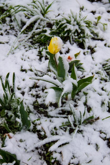 ウクライナの4月の吹雪の間に雪で覆われたチューリップ