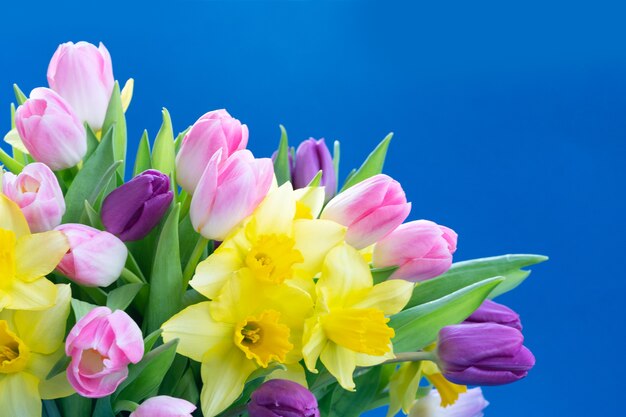 Tulips and daffodils flowers isolated