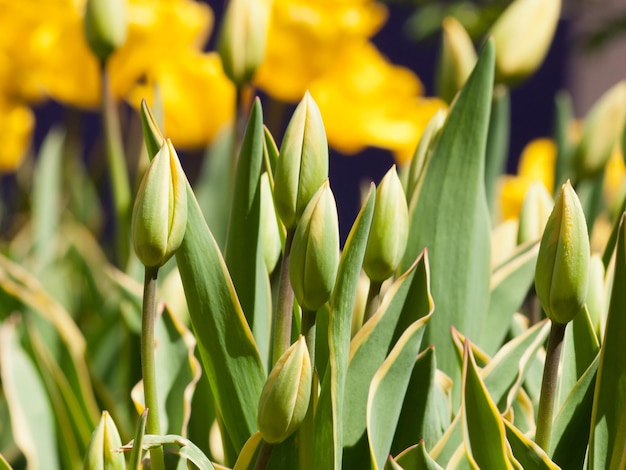 Tulips at the Denver Botanical Gardens.