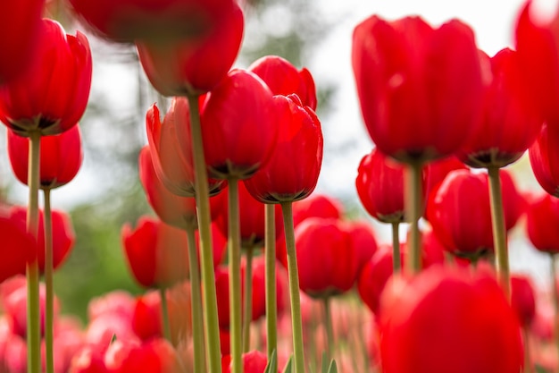 tulips field background