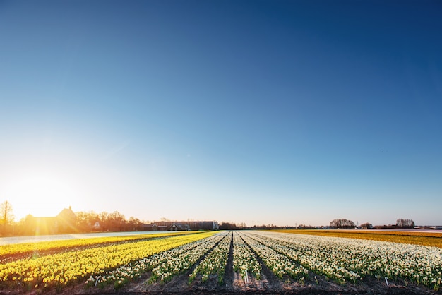 Tulips field in the Netherlands. Holland